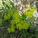 Euphorbia serrata List