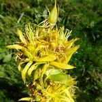 Gentiana lutea Plod