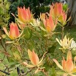 Leucadendron salignum Blodyn
