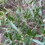 Phillyrea angustifolia Foglia