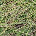 Sesleria caerulea Blad