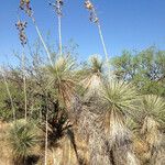 Yucca elata Vekstform