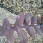 Lactuca muralis Leaf
