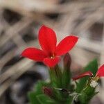 Kalanchoe crenataFloare