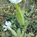 Silene latifoliaBlüte