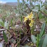 Pedicularis oederi Květ