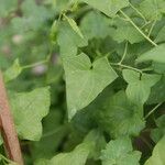 Maurandya barclayana Hoja