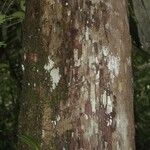 Pouteria platyphylla বাকল