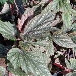 Begonia aconitifoliaЛист