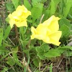 Oenothera triloba Λουλούδι