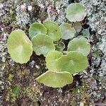 Umbilicus heylandianus 花