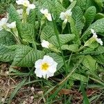 Primula vulgarisFolha