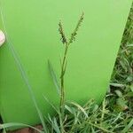 Paspalum distichum Плод