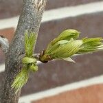 Wisteria floribunda ഇല