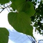 Tilia cordata Blad