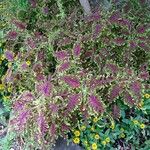 Coleus scutellarioidesLeaf