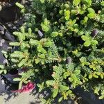 Abies koreana Vivejo