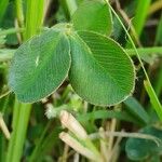 Trifolium semipilosum Fuelha