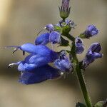 Salvia cacaliifolia Кветка