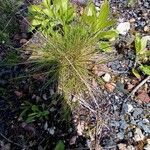 Festuca heterophylla Hoja