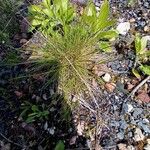 Festuca heterophylla Blatt