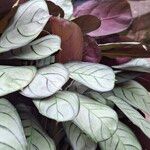 Ctenanthe burle-marxii 葉