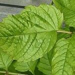 Campsis radicans Leaf