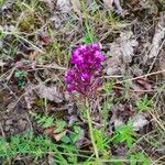 Anacamptis pyramidalisЦвят