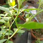 Solanum americanumFruit