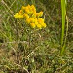 Helichrysum arenariumFlower