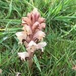 Orobanche caryophyllacea Other