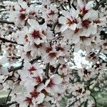 Prunus dulcis പുഷ്പം