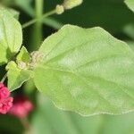 Boerhavia coccinea Leaf