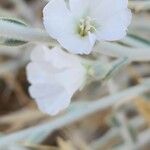 Convolvulus oxyphyllus