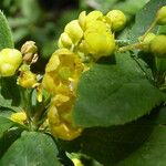 Berberis vulgaris Blad