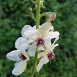 Verbascum blattaria Floro