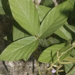 Teramnus uncinatus Hoja