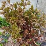 Paeonia officinalis ഇല
