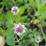 Phyla nodiflora Flors