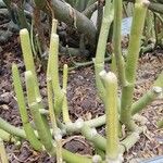 Ceropegia dichotoma Leaf