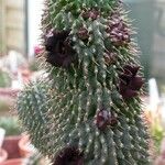 Hoodia pilifera Habit