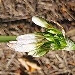 Dichelostemma congestum