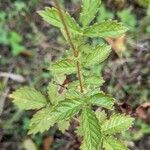 Agrimonia gryposepala Leaf