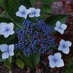 Hydrangea serrata 花