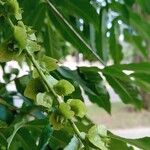 Pterocarya fraxinifoliaGyümölcs