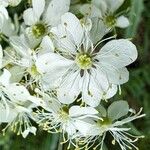 Filipendula vulgaris Fleur