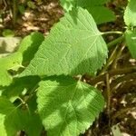 Ageratina altissima Leaf