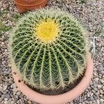 Echinocactus grusonii 葉