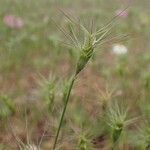 Aegilops neglecta Ffrwyth