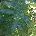 Fatsia japonica Leaf